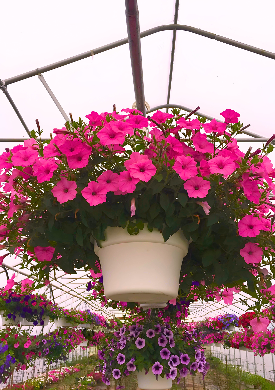 A hanging basket filled with pink flowers is hanging from the ceiling of a greenhouse.