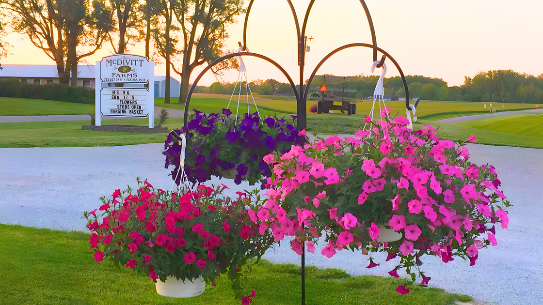 Pink and purple flowers in front of a sign that says first