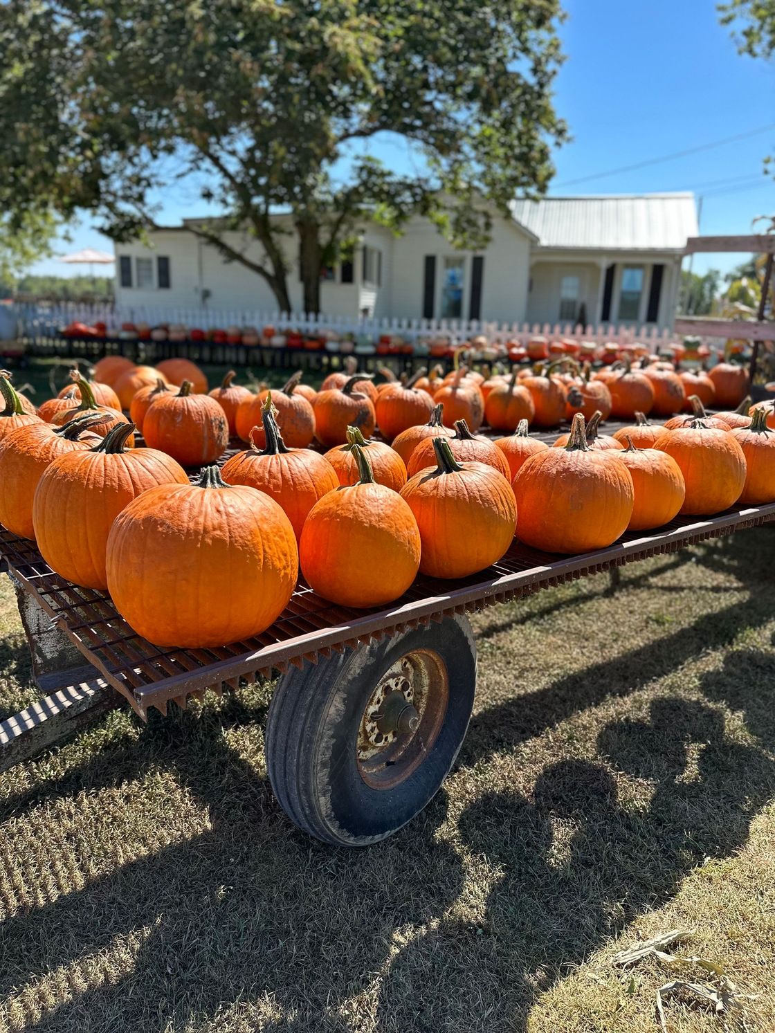 A cart filled with pumpkins is sitting in front of a house.