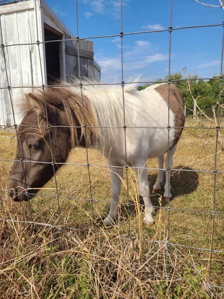 A brown and white pony is standing in a field behind a fence.