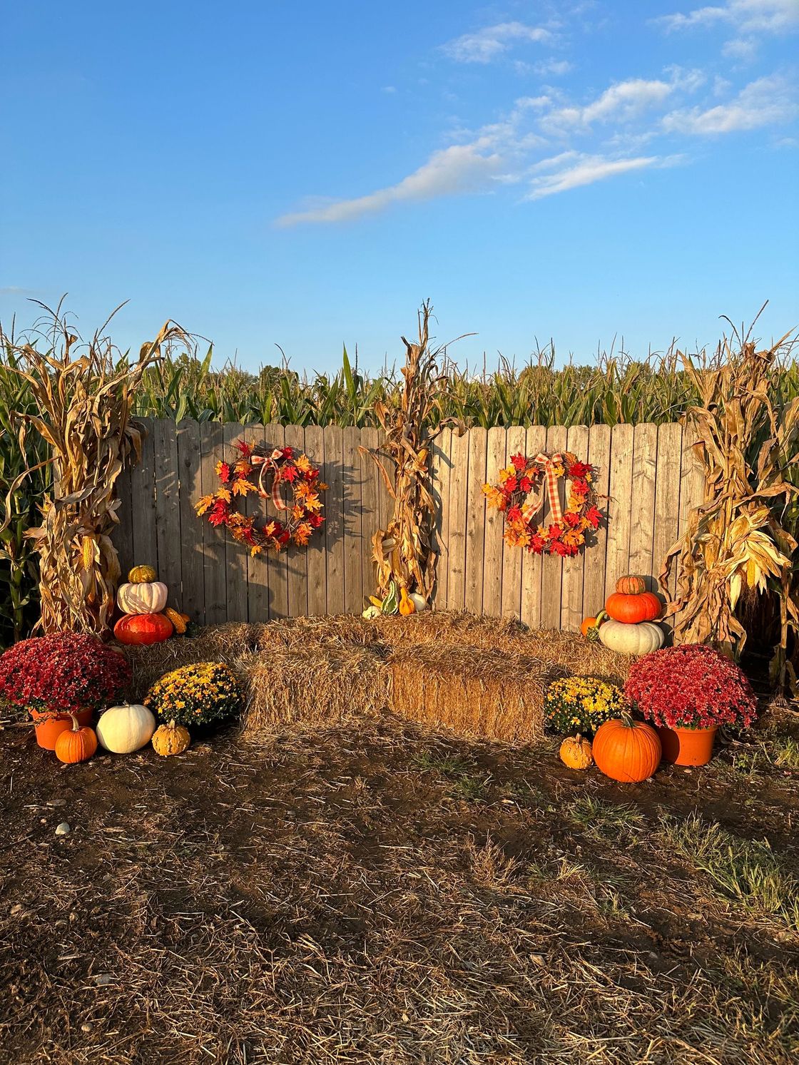 There are pumpkins and flowers in front of a wooden fence.