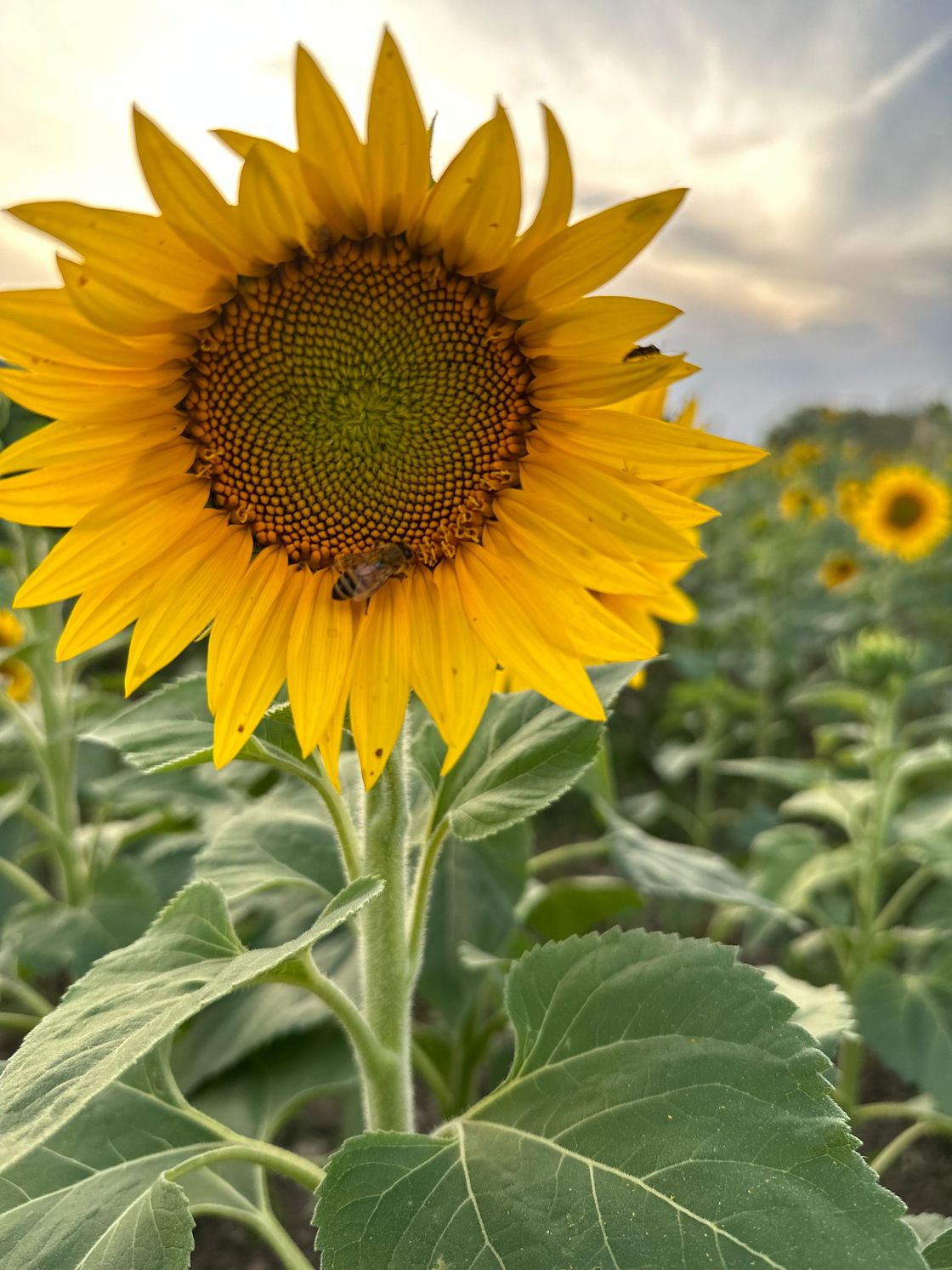 A close up of a sunflower with a bee on it