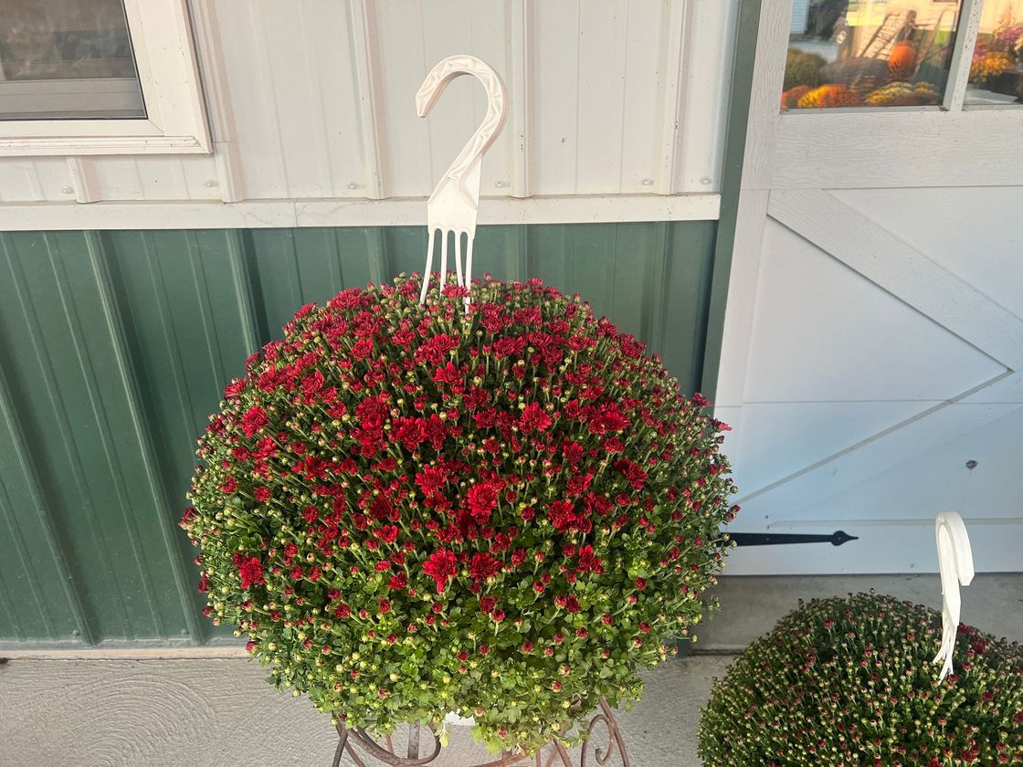 A hanging basket filled with red flowers is sitting in front of a building.
