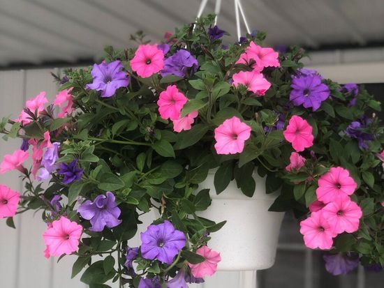 A hanging basket filled with pink and purple flowers