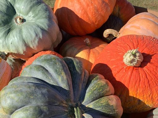 A bunch of different types of pumpkins are sitting on top of each other.