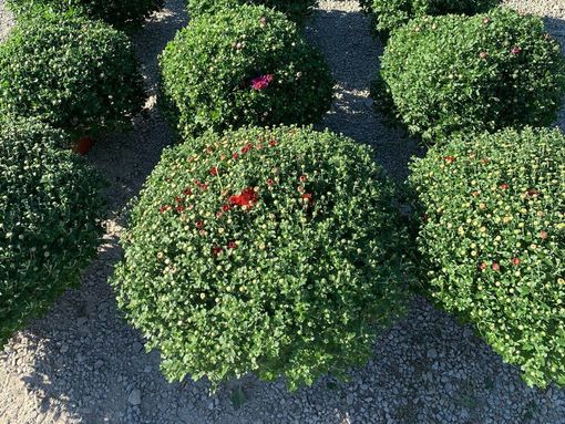 A bunch of green plants with red flowers are sitting on the ground.