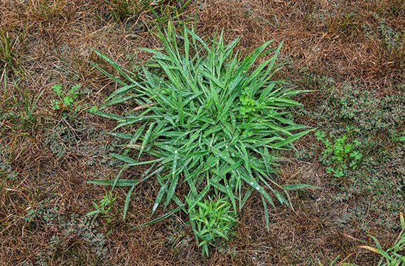 Shade Tree Decline — Weed Grass in Wayne, IN