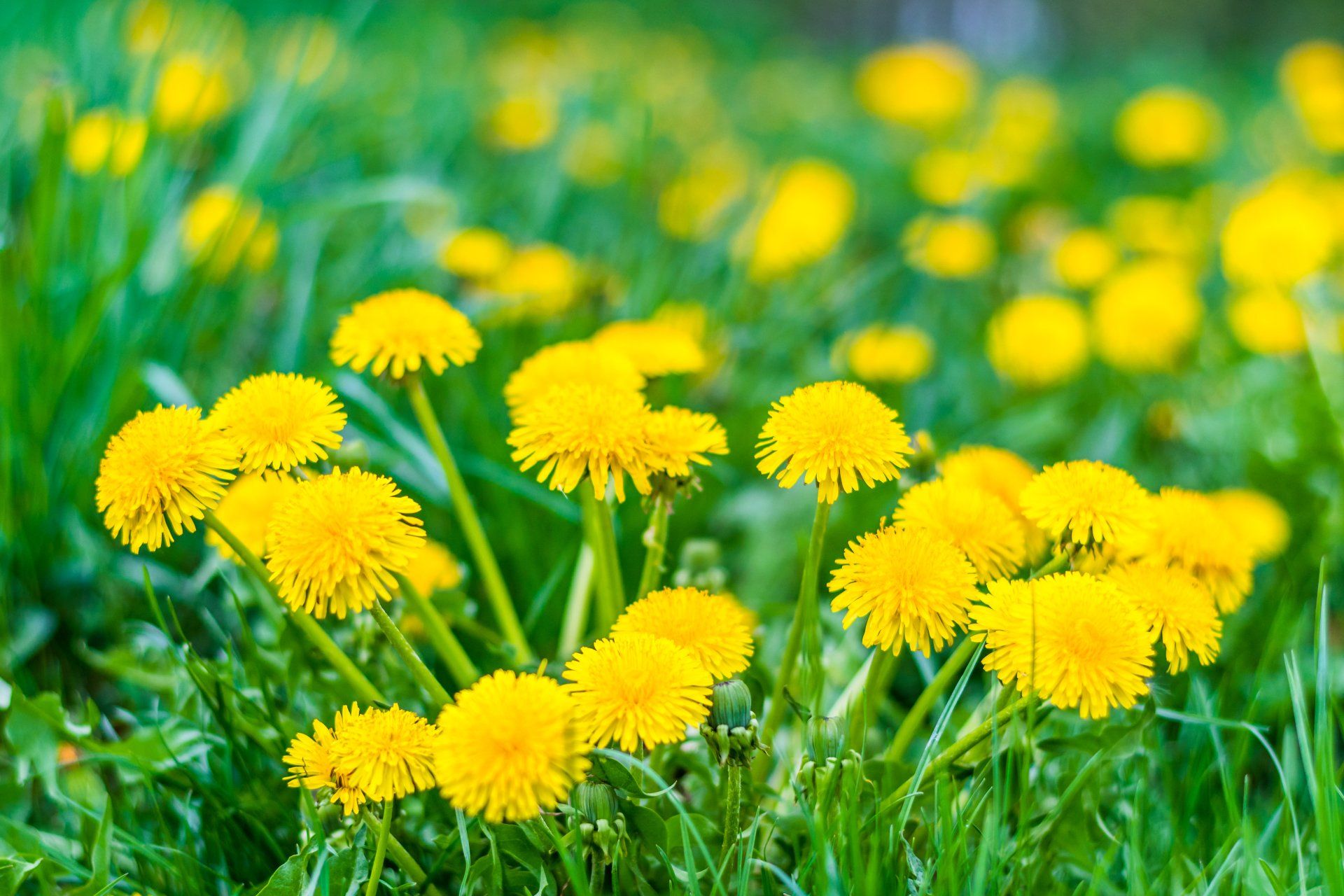 Shrub Feeding — Dandelions in Wayne, IN