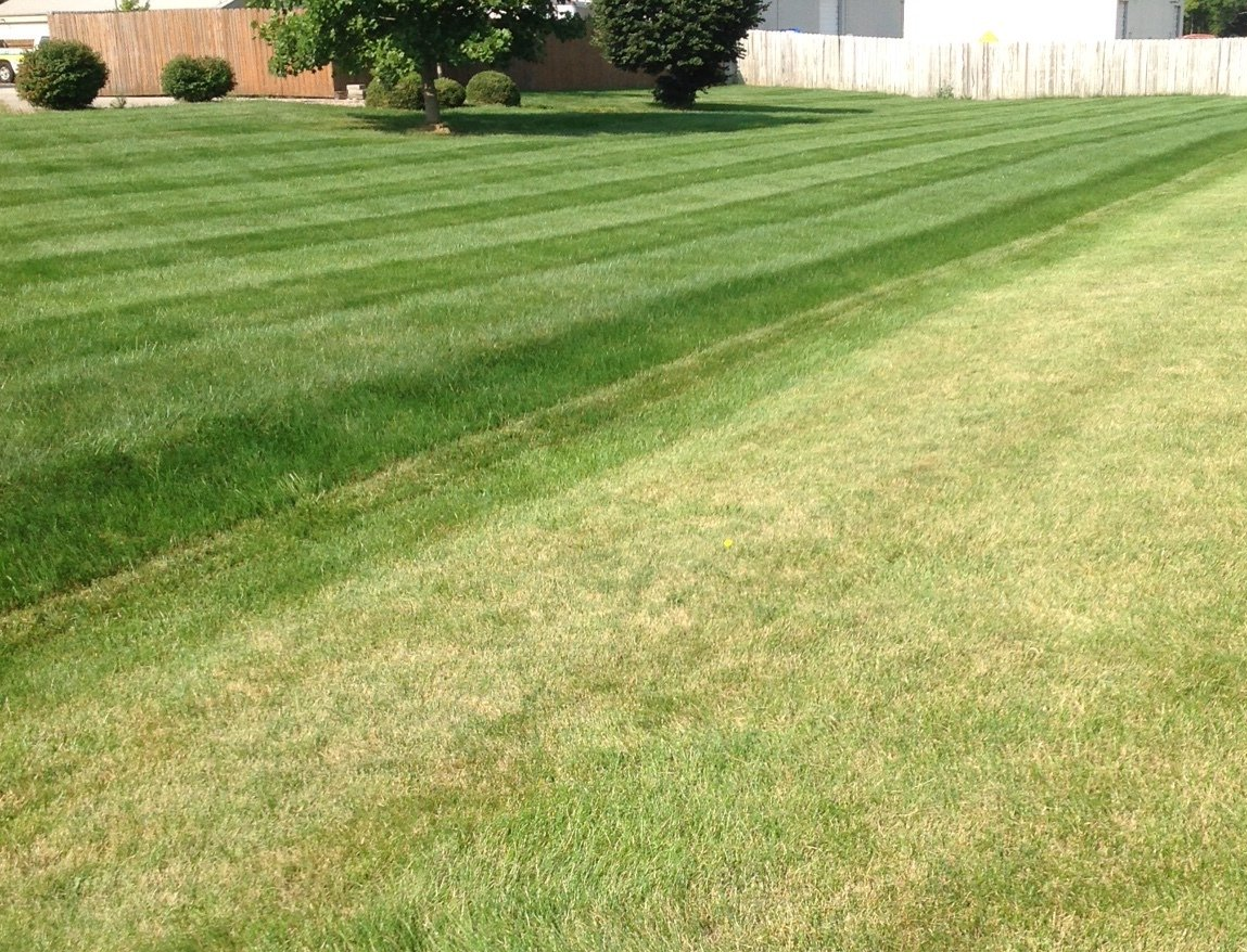 Lawn Grasses — Healthy Lawn in Wayne, IN