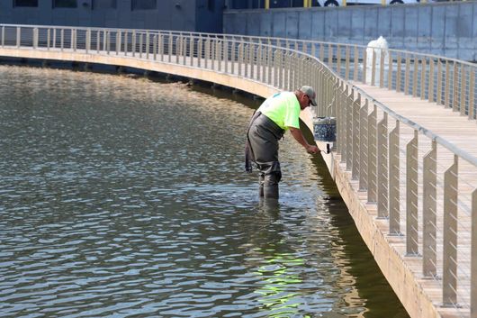 A man in a yellow shirt is standing in the water near a fence.