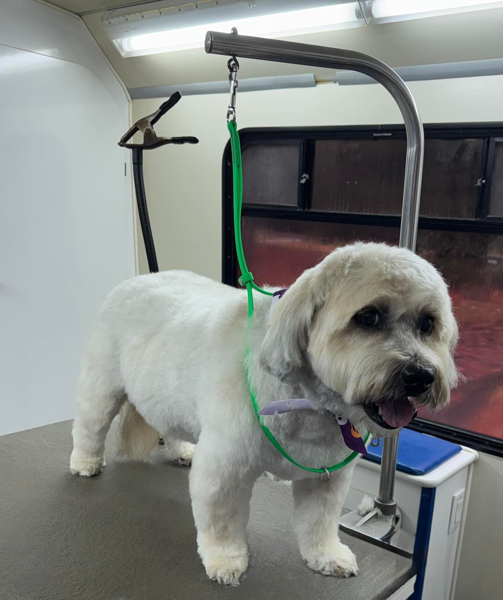 White dog standing on grooming table, clipped fur, green leash, smiling.