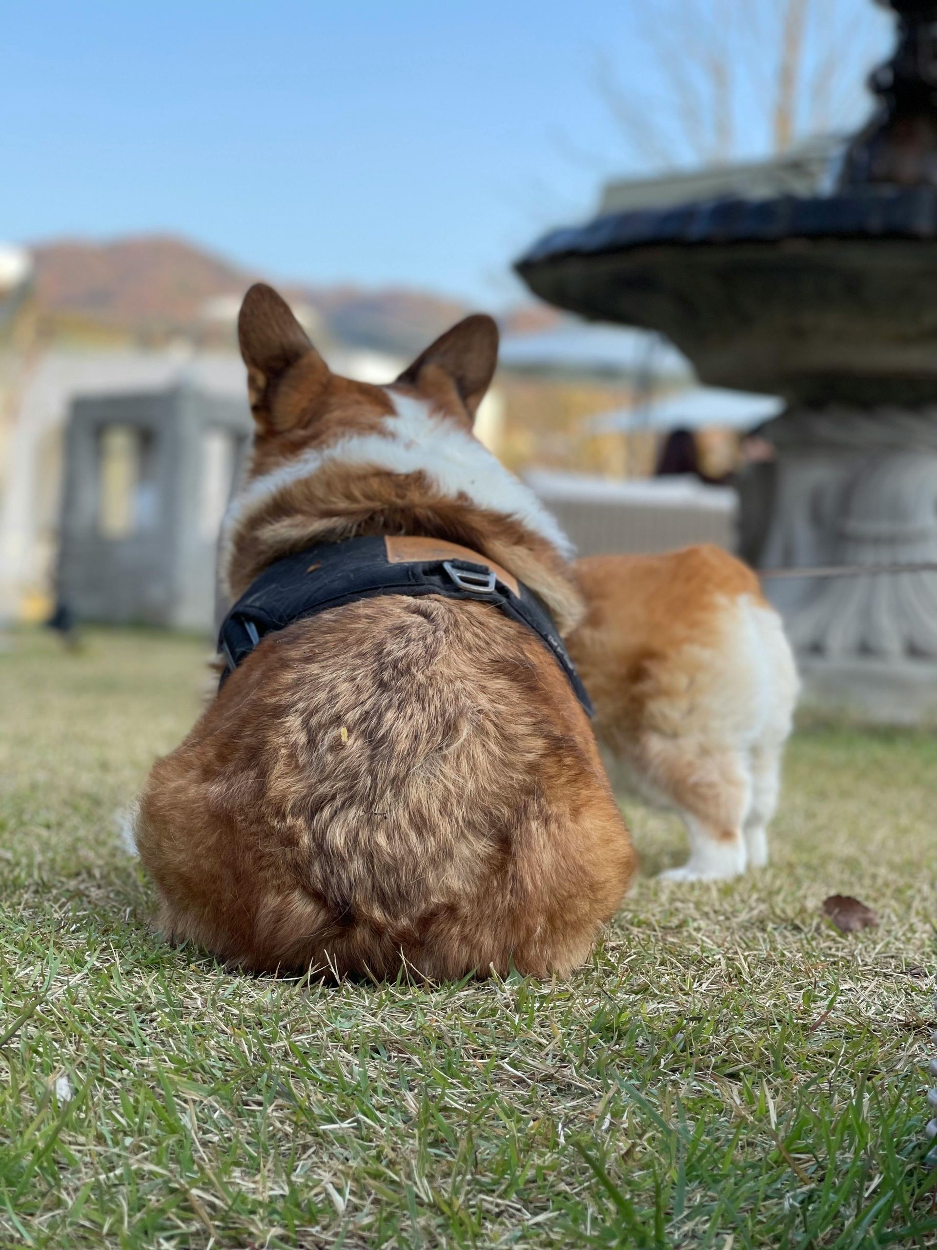Corgi dog with brown and white fur, wearing a harness, sitting on grass, looking towards a fountain.