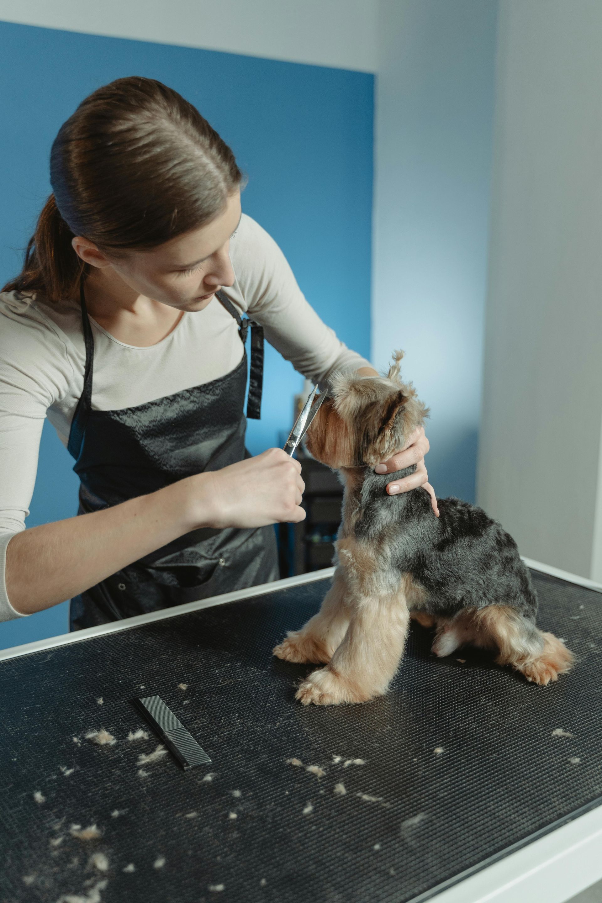 Woman grooming a dog on a grooming table, using scissors. Blue wall in the background.