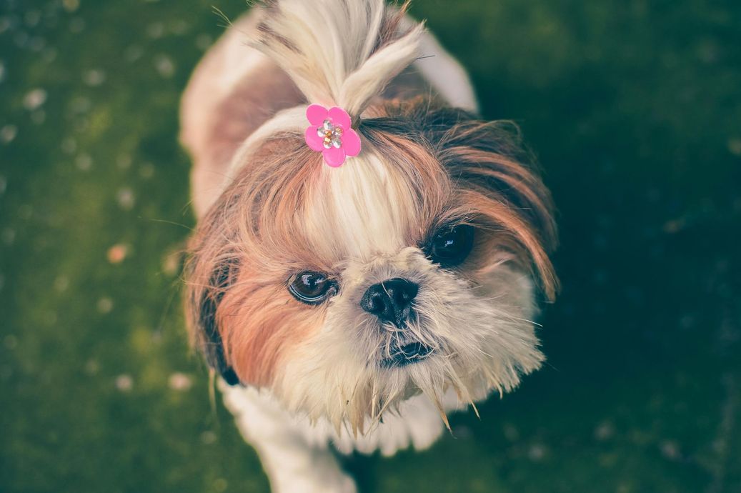 Shih Tzu with a pink flower hair clip, looking up with a neutral expression, on a green background.