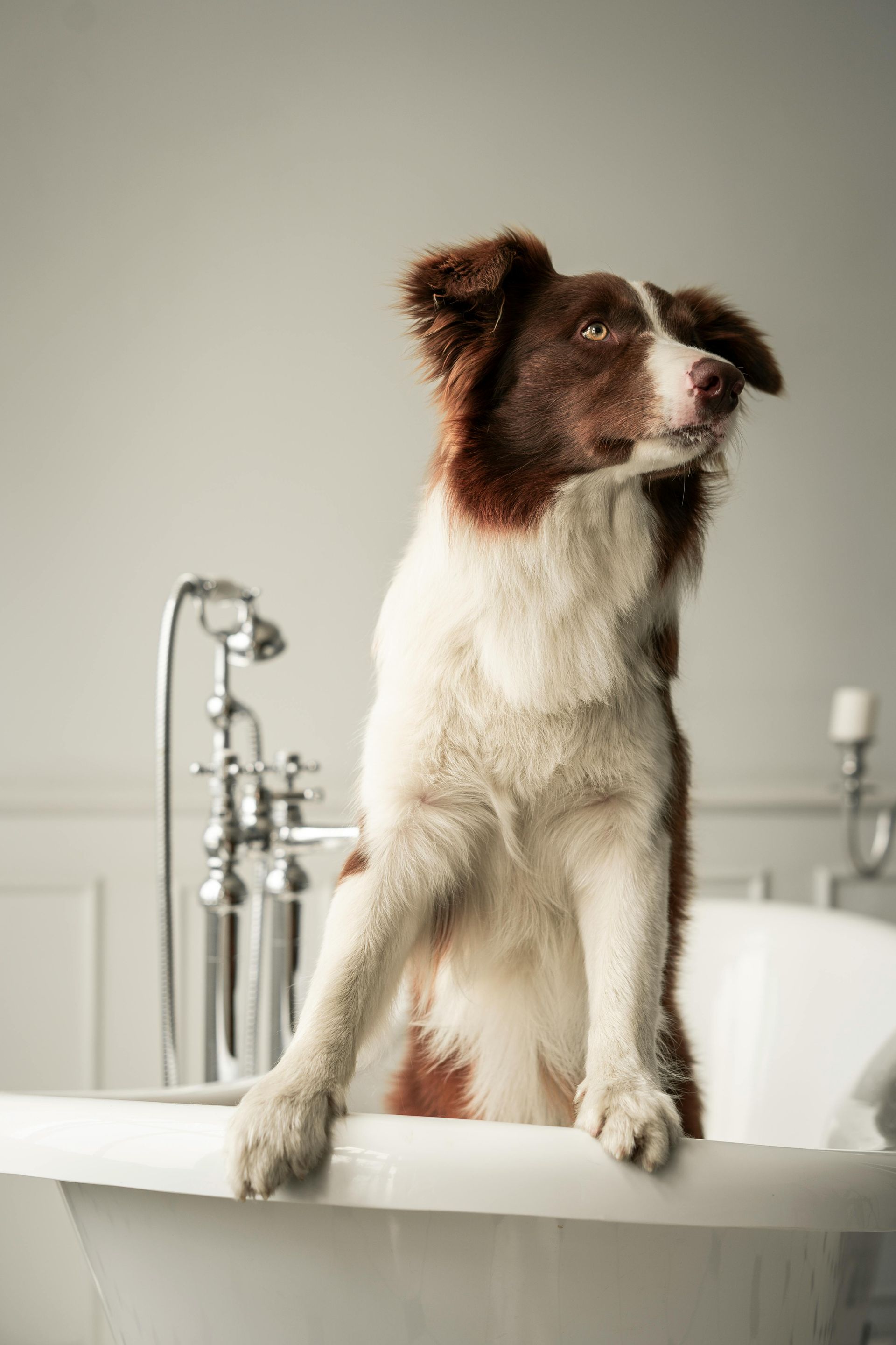 Brown and white Border Collie dog sitting in a white bathtub, looking up and to the right.