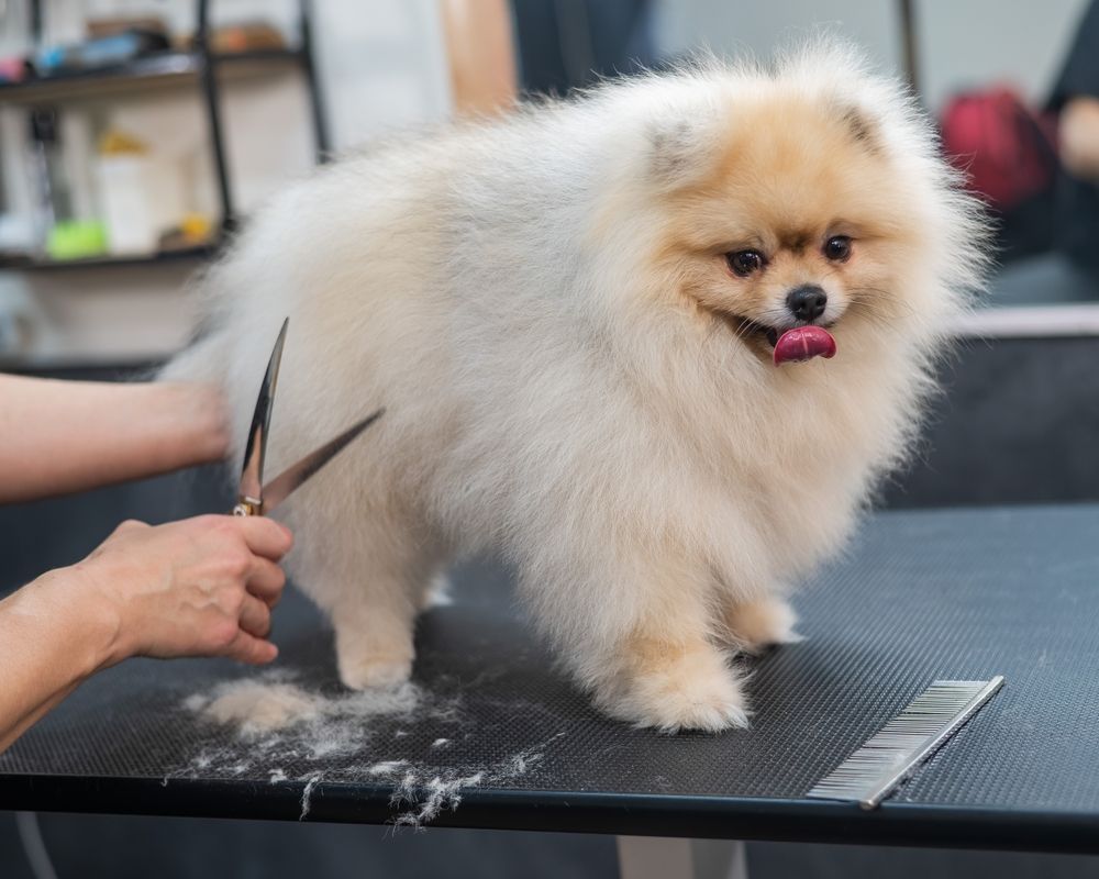 Pomeranian dog at a grooming table being trimmed with scissors. White fur, pink tongue, salon setting.