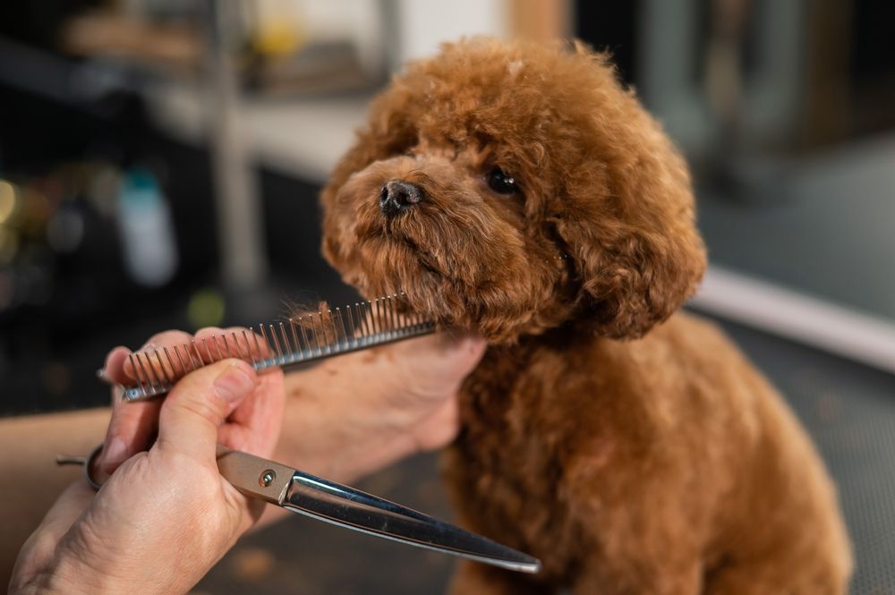 Brown poodle being groomed with comb and scissors.