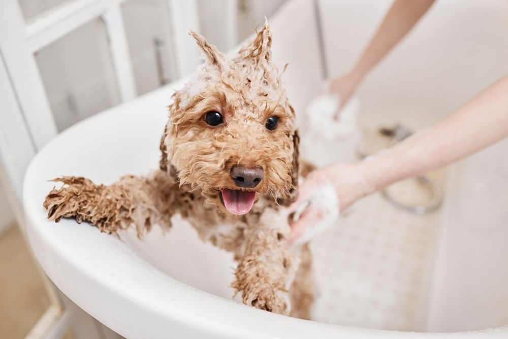 Dog being bathed in a white tub; brown curly fur, pink tongue, happy expression, hands washing dog.