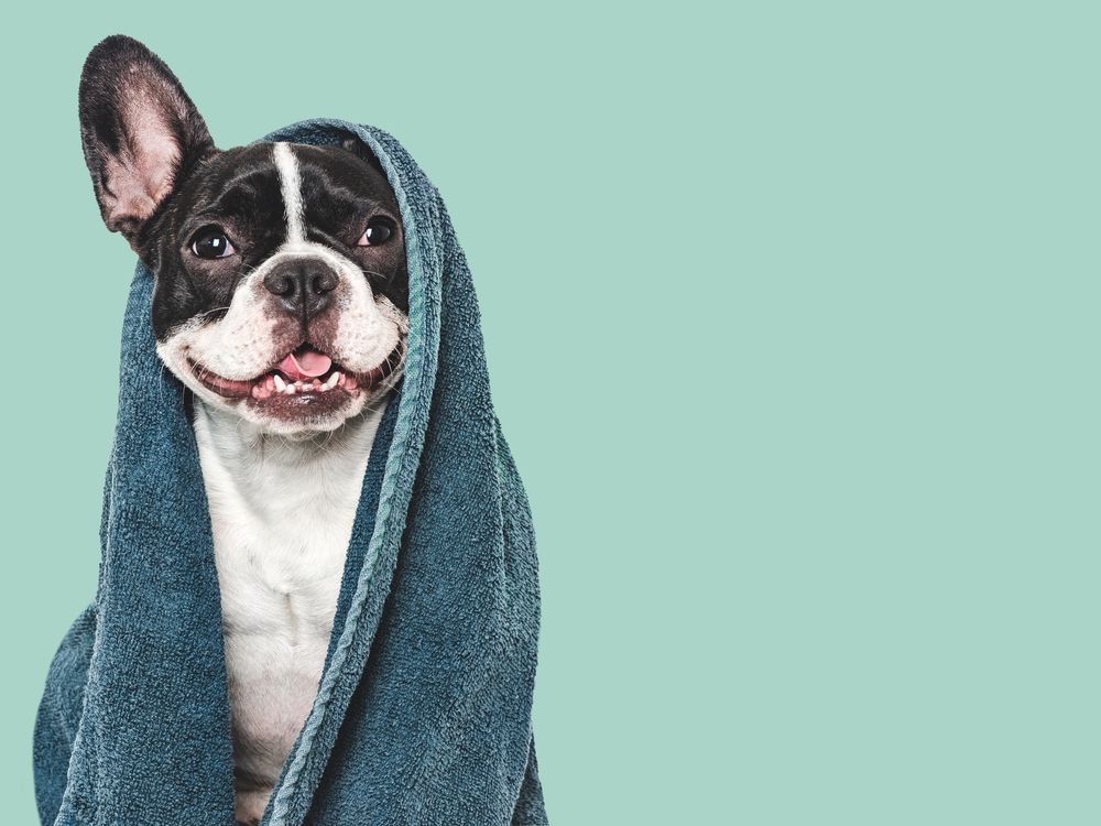 Boston Terrier wrapped in a blue towel against a mint green background.