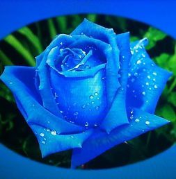Blue Rose