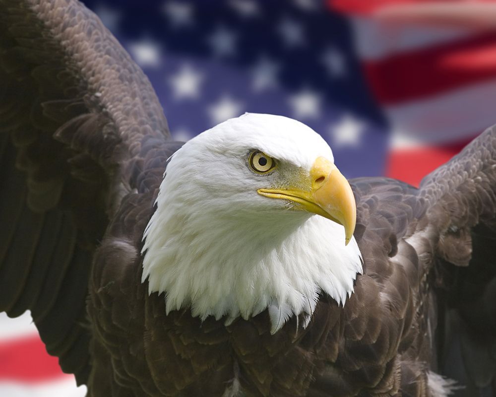 American Eagle with Flag Background
