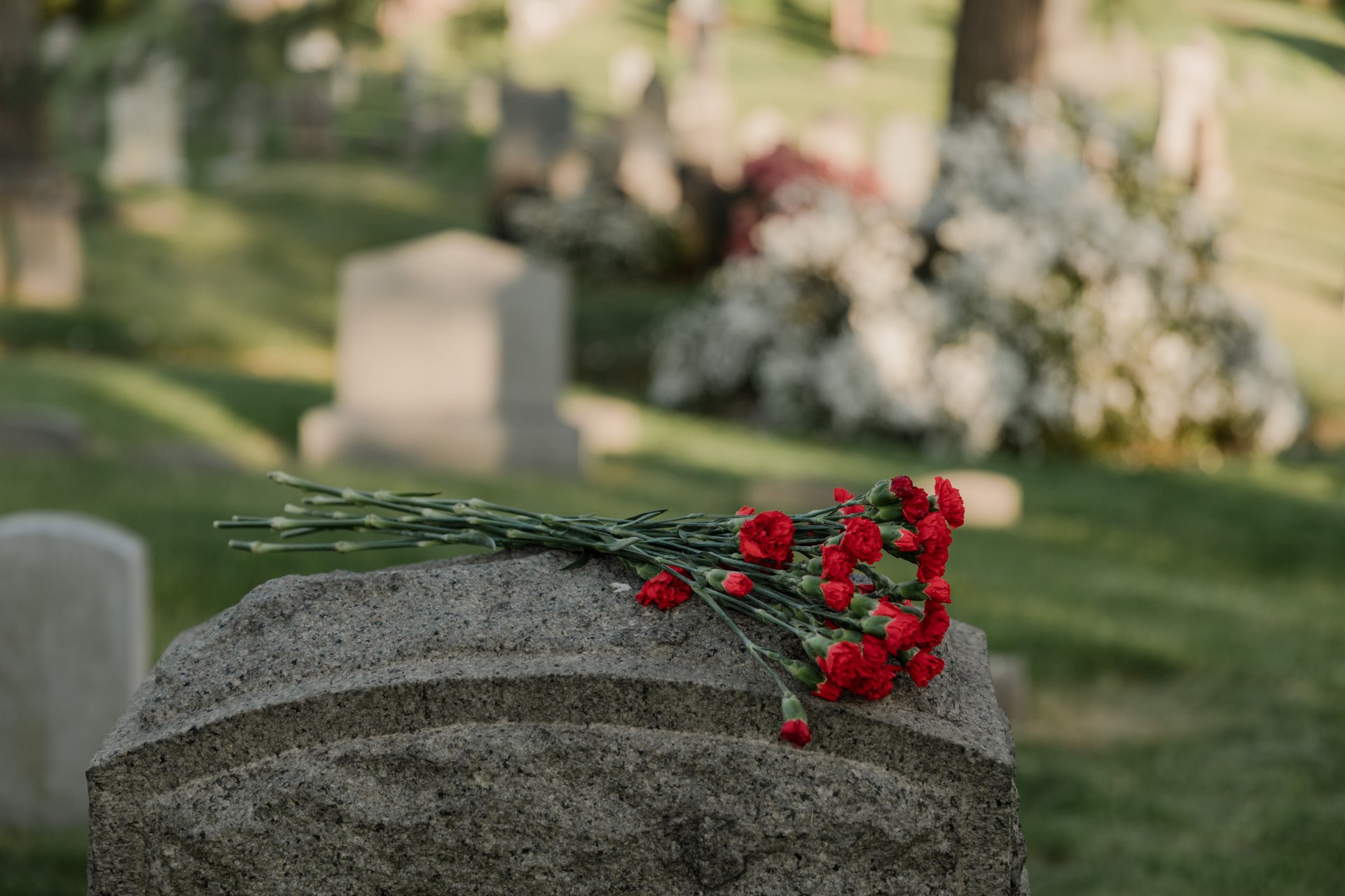 Red carnations on a weathered headstone in a cemetery.