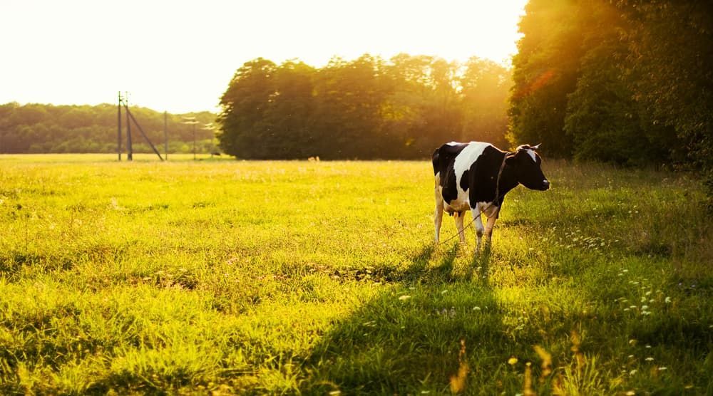 Cow in a Grassy Field — Electrical Services in Texas, QLD