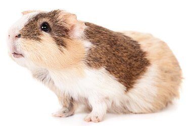 Guinea Pig — Tempe Veterinary Hospital in Tempe AZ