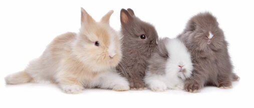 Bunnies — Tempe Veterinary Hospital in Tempe AZ