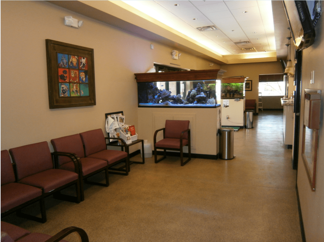 Red Single Sofa Chair — Tempe Veterinary Hospital in Tempe AZ