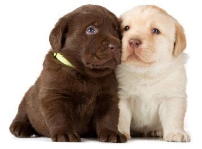 Brown and White Puppies — Tempe Veterinary Hospital in Tempe AZ