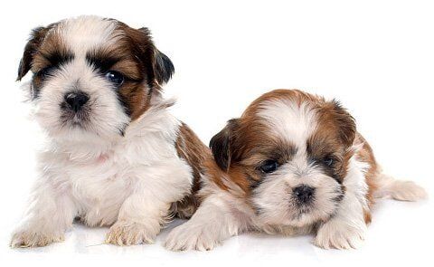Brown Puppies — Tempe Veterinary Hospital in Tempe AZ