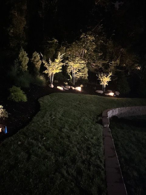 A lush green yard with trees and bushes lit up at night.