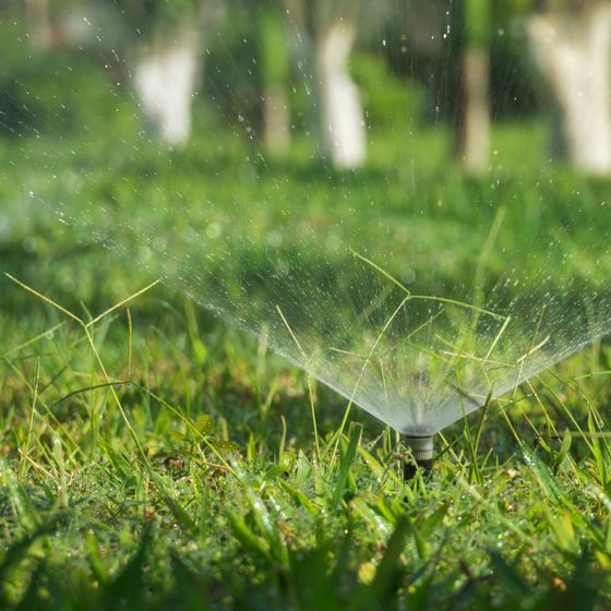 A sprinkler is spraying water on a lush green lawn.