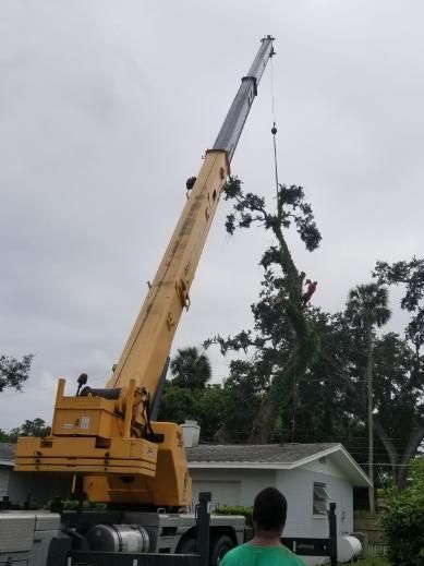 All Florida Tree Service  -Tree Removal with a crane - Crane Assisted Trimming