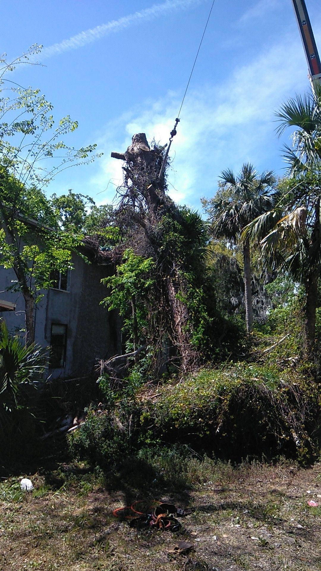 All Florida Tree Service Offers Historical Tree Removals