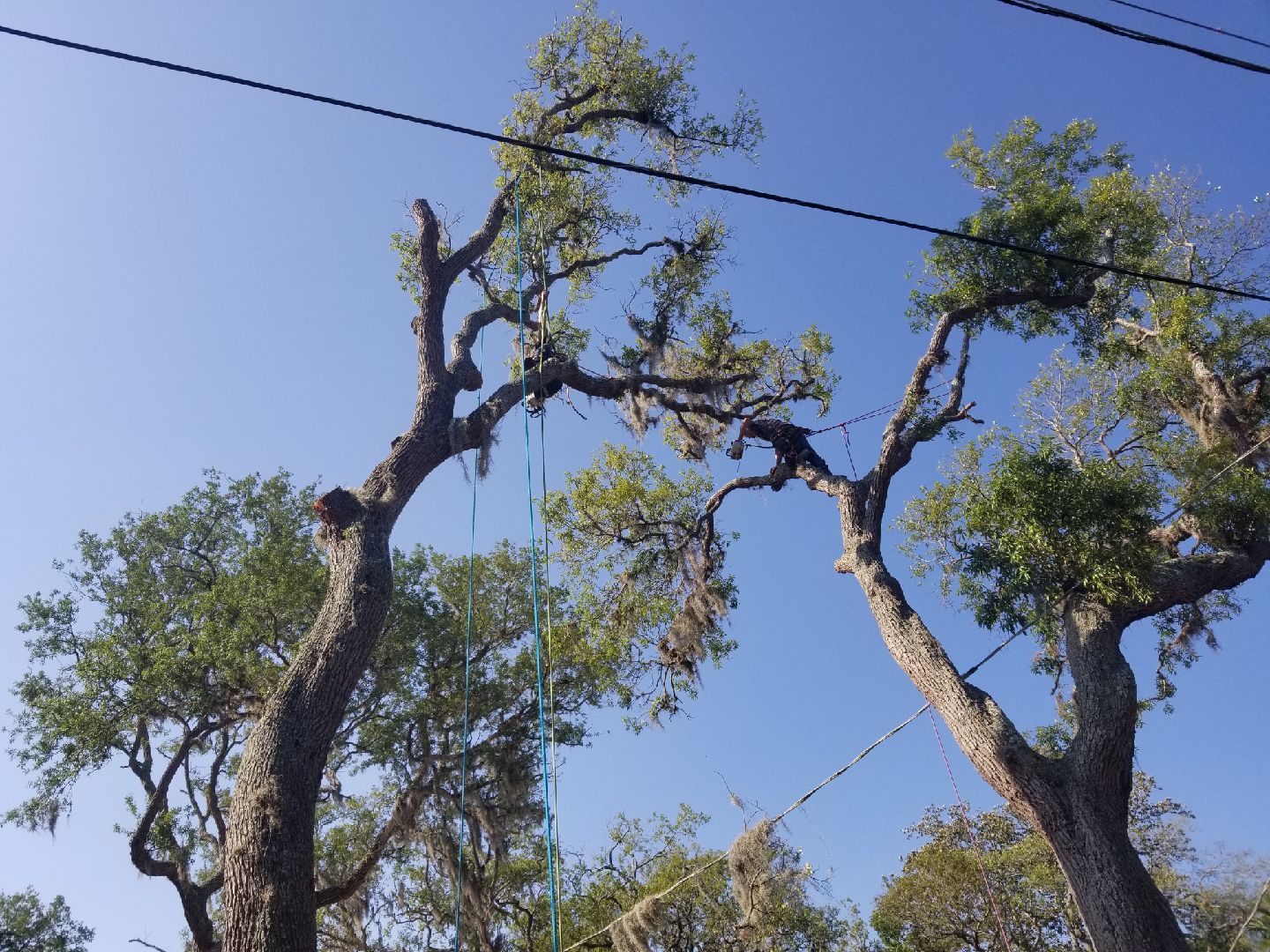 Power line Tree trimming