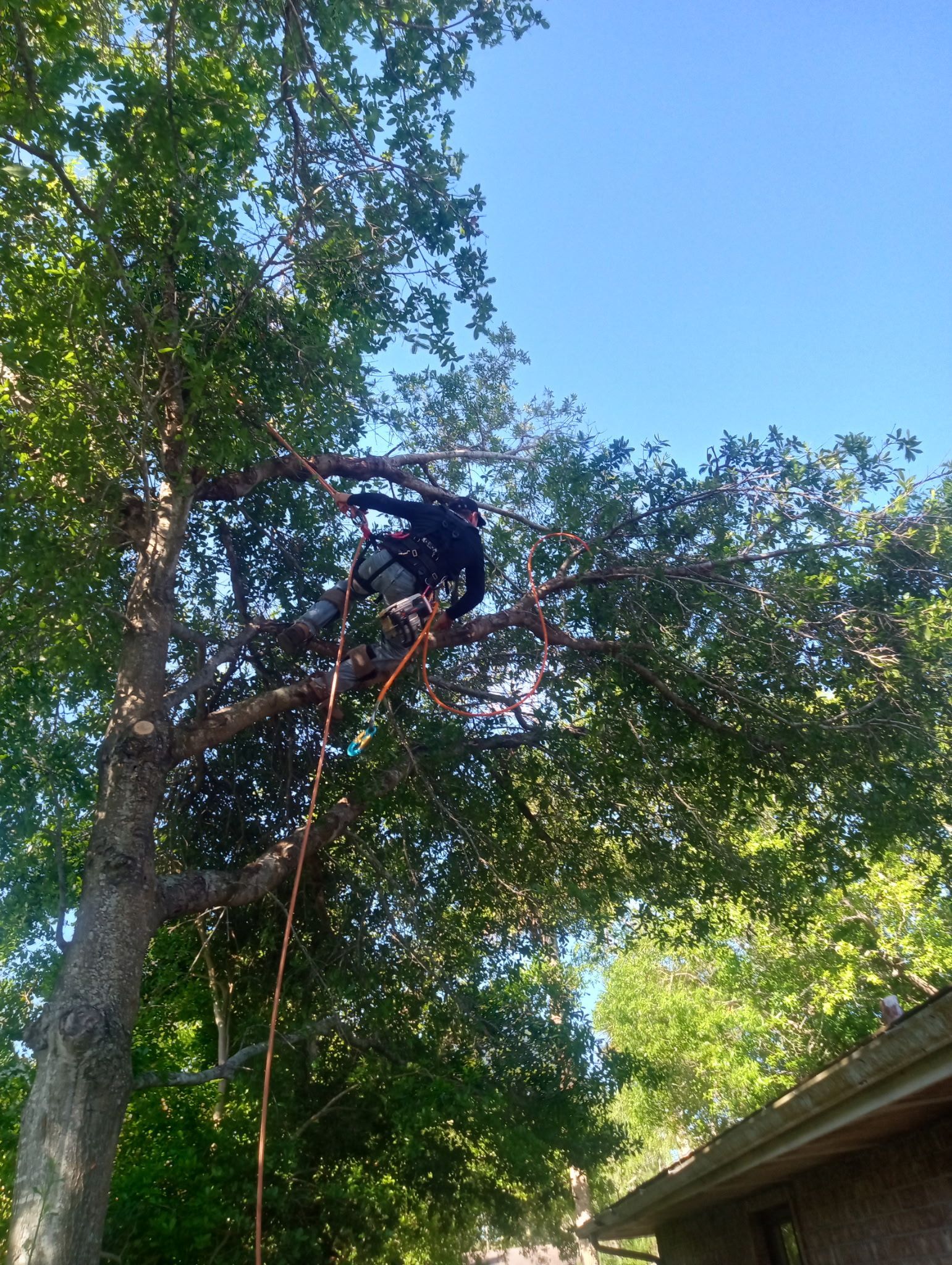 A man is climbing a tree with a rope