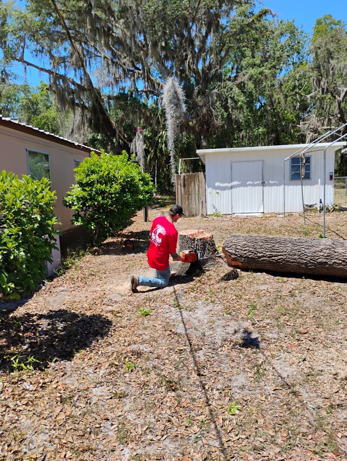 A man in a red shirt is kneeling down using a chainsaw to cut a large log.
