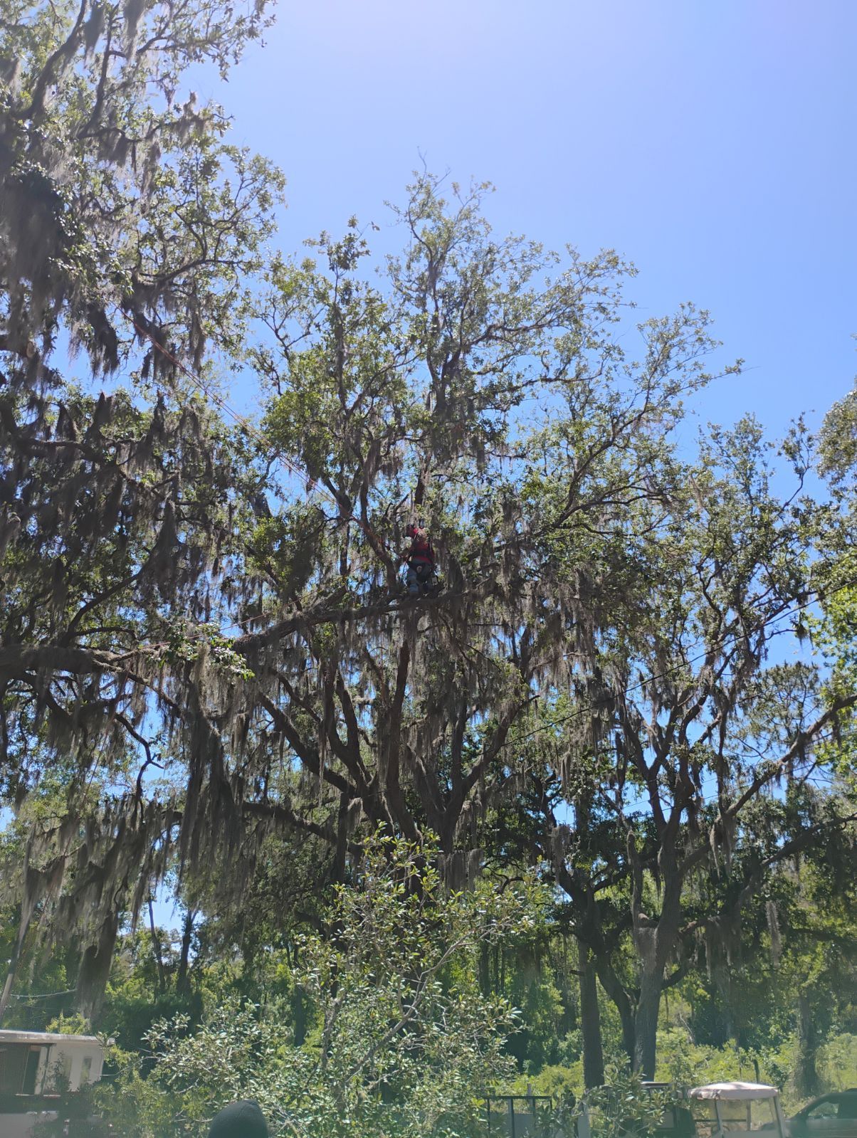 A tree with spanish moss hanging from the branches