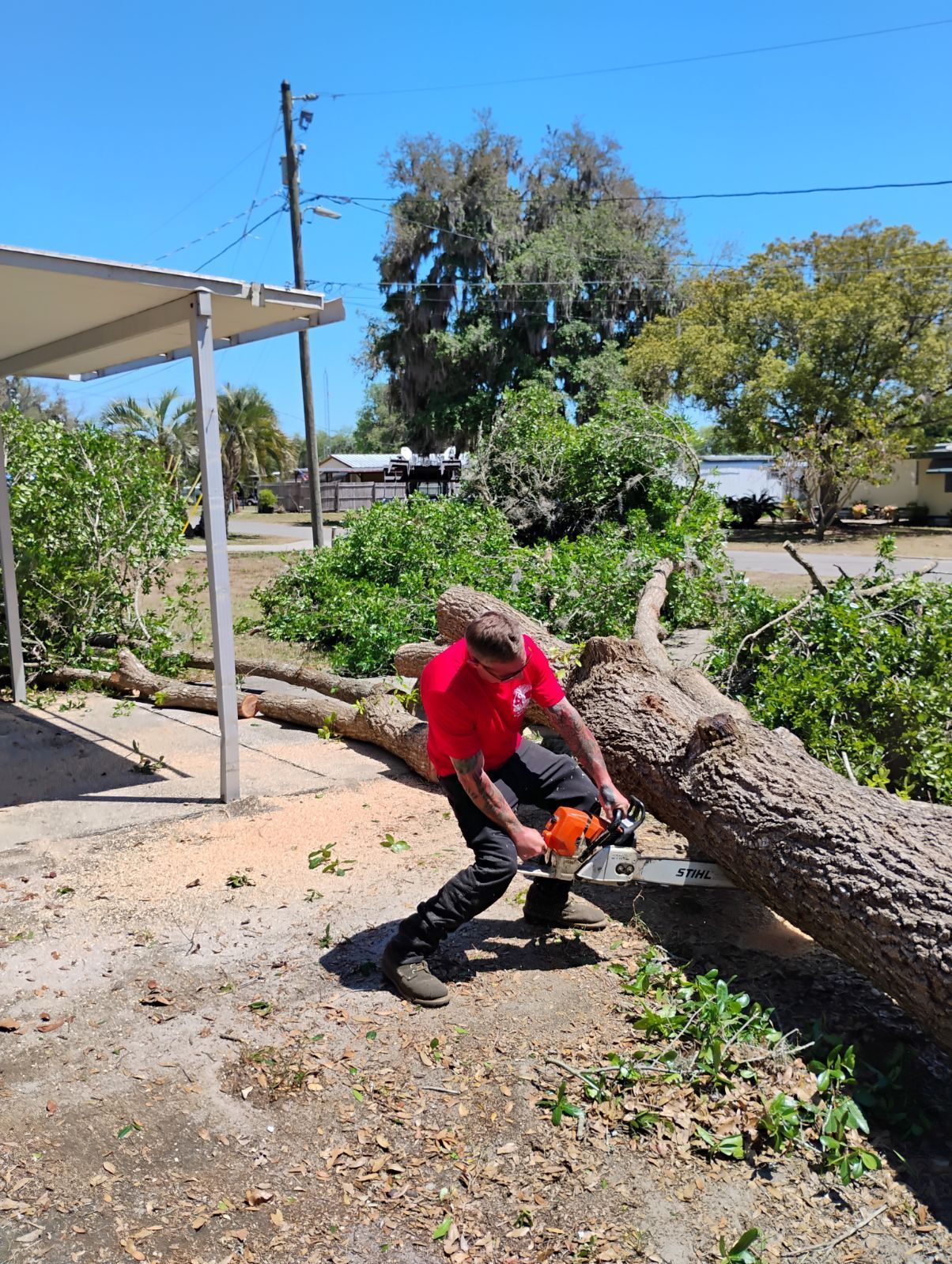 A man is cutting a tree with a chainsaw