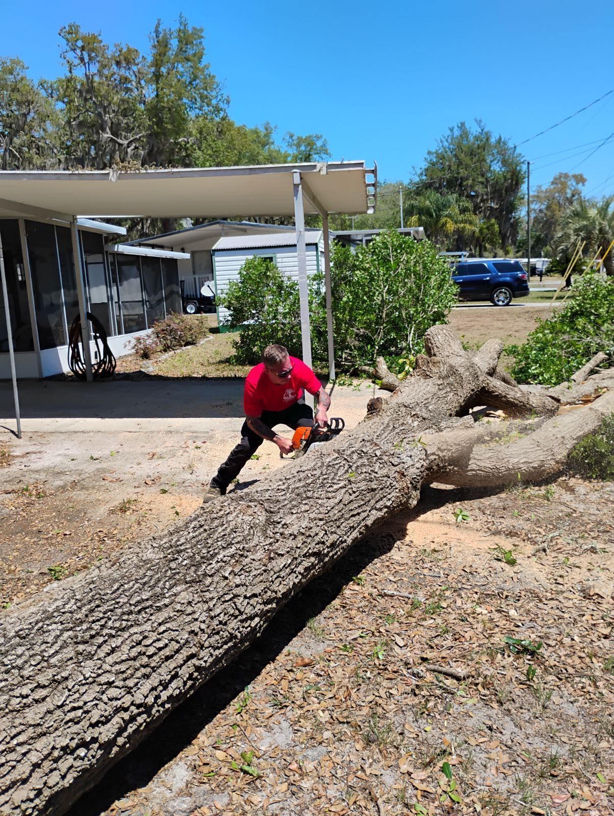 A man is cutting a tree with a chainsaw