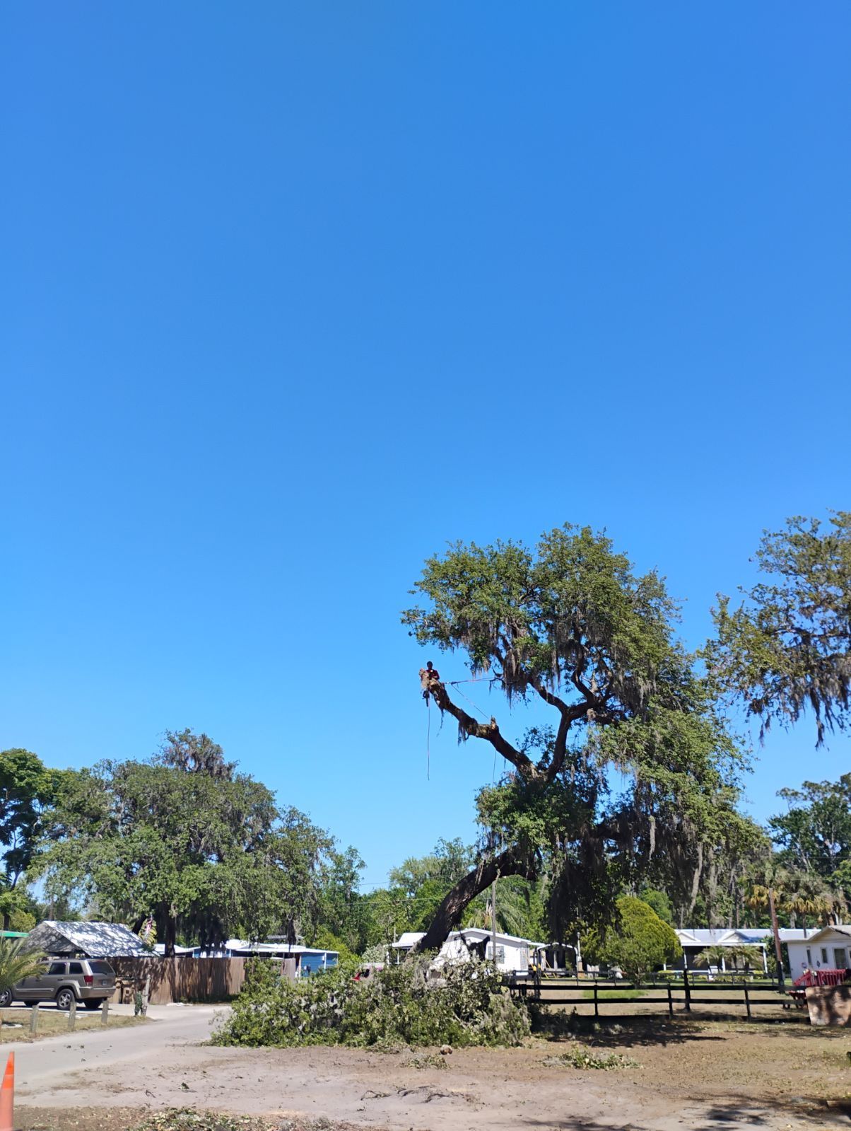 A tree is being cut down in a residential area