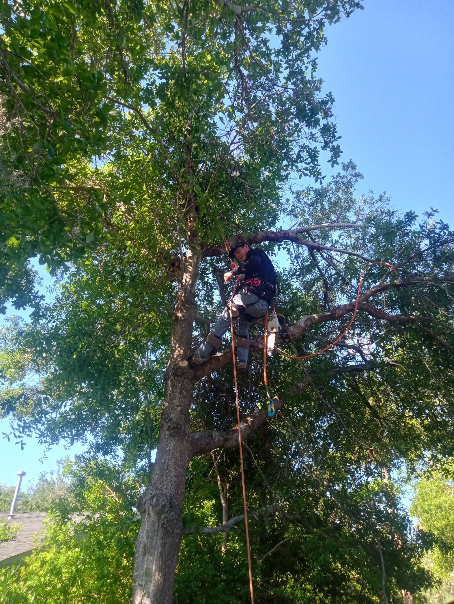 A man is climbing a tree on a sunny day