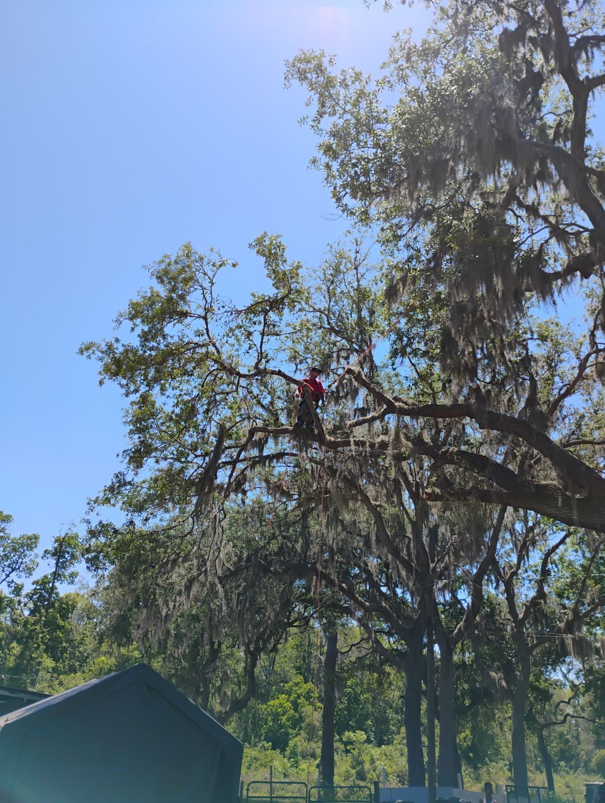A man is cutting a tree with a chainsaw on a sunny day.