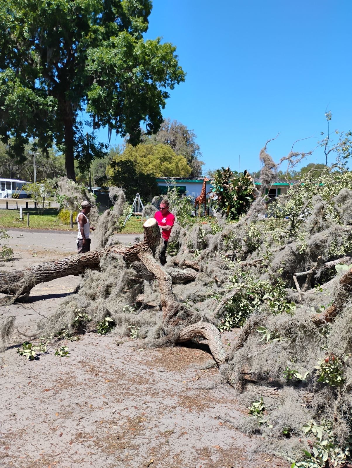 A man in a red shirt is standing next to a pile of fallen branches