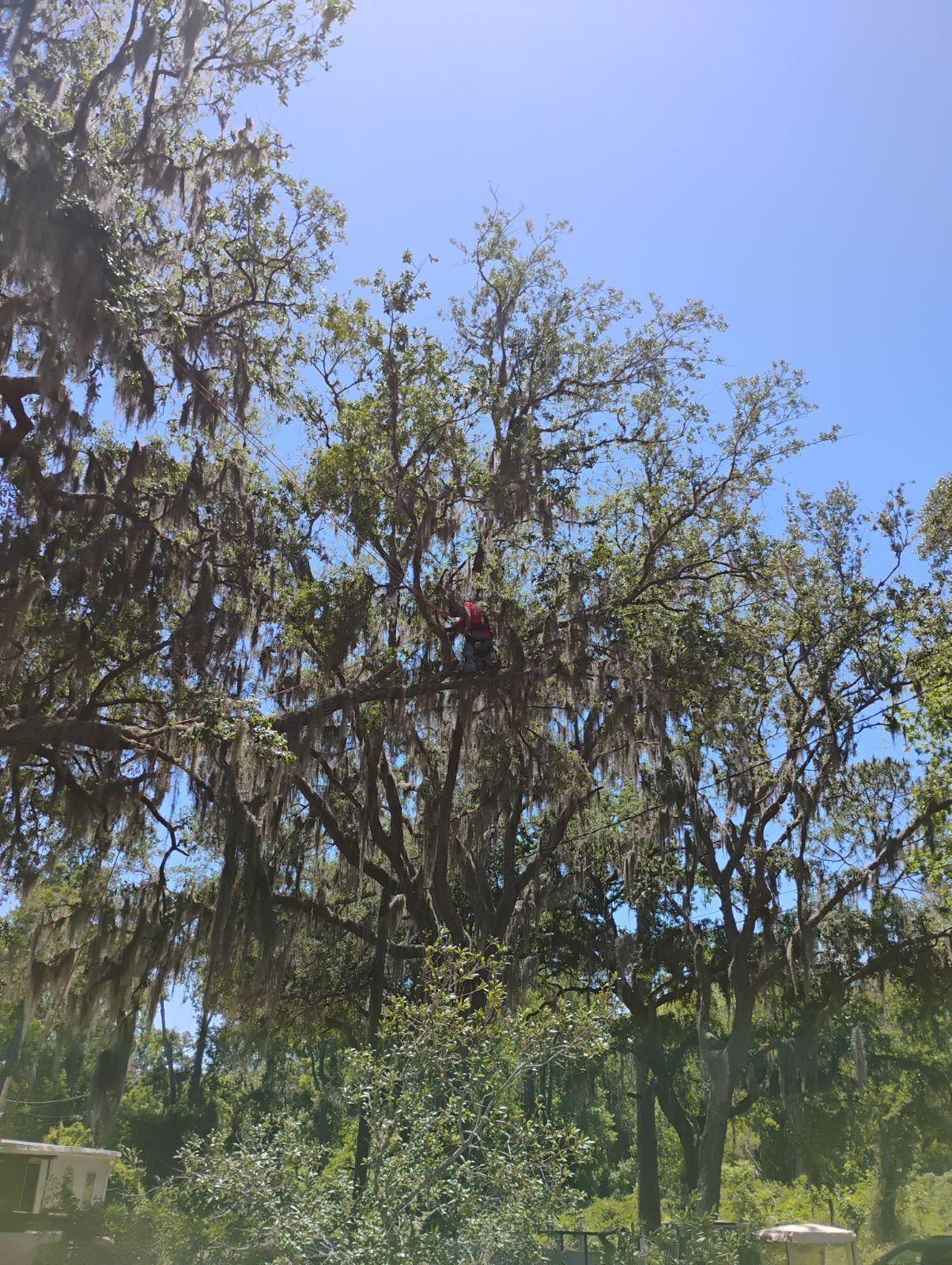 A tree with spanish moss hanging from the branches