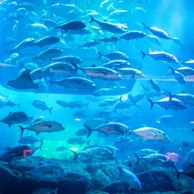 A large group of fish are swimming in the ocean.