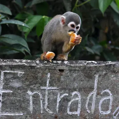 A monkey sitting on top of a sign that says entrada