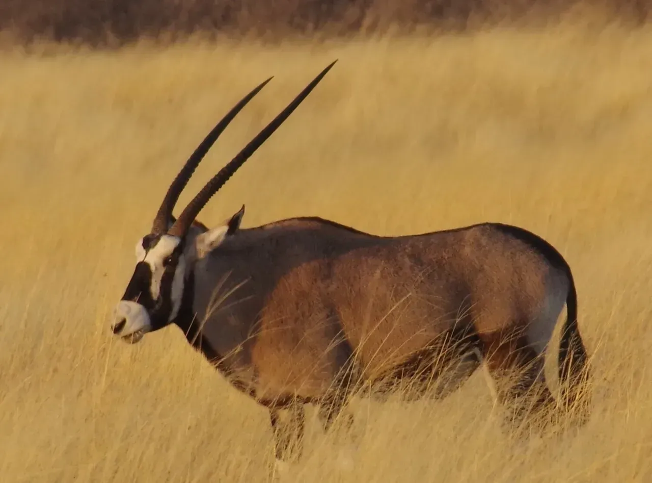 Gemsbok — Travel Agents in Burril Lake